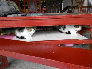 Mete gattofile, Houtong Taiwan
